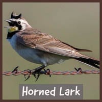 Horned Lark